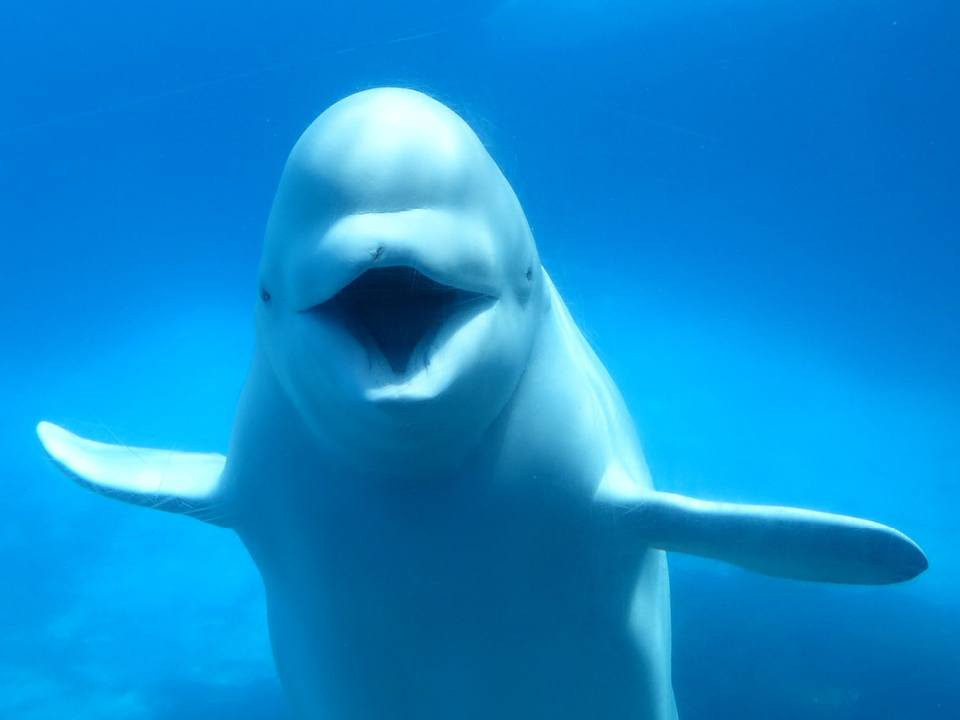 Mystic - Sea Everything